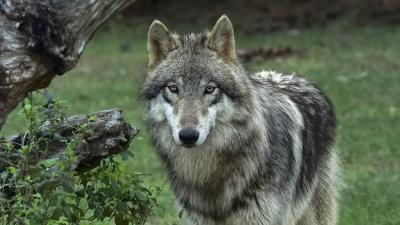 Wolves in Oregon and the Journey of OR-7